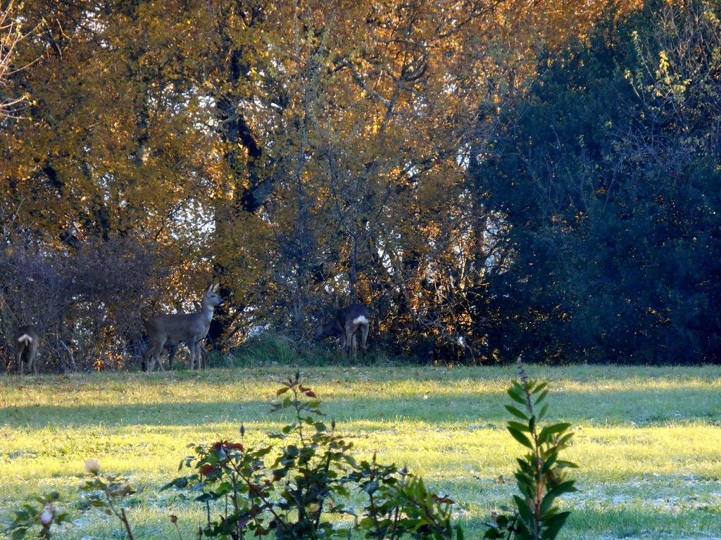 Le Colombier Bed & Breakfast Villeneuve-sur-Lot Dış mekan fotoğraf